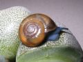 Oxychilus&nbsp;sp.